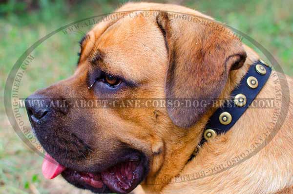 Studded with Brass Circles Leather Collar for Cane Corso