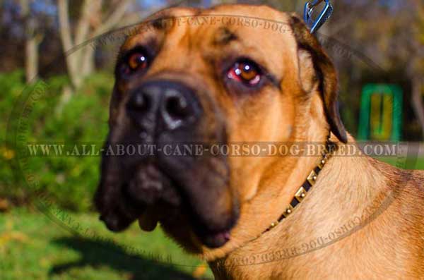 Fashion Leather Collar for Cane Corso