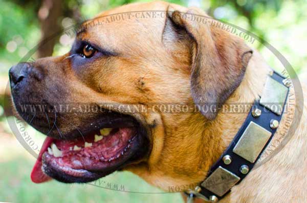 Leather Collar for Walking Cane Corso