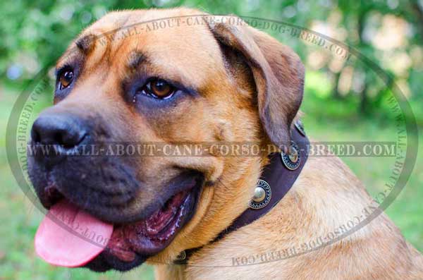 Cane Corso Leather Collar with Rustproof Conchos