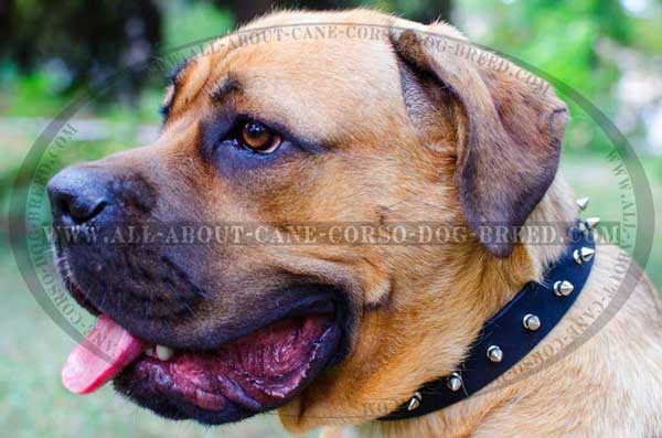 Walking Cane Corso Collar