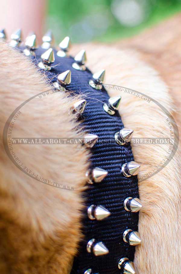 Daily Walking Collar for Cane Corso