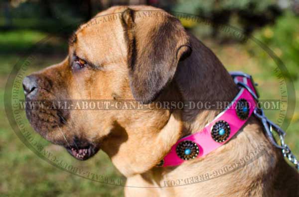 Pink Leather Collar for Walking Female Cane Corso