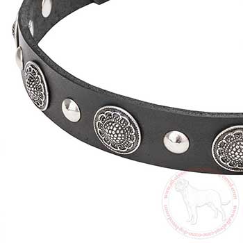 Chrome plated conchos on leather dog collar