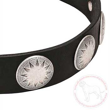 Close-up of chrome plated decoration of leather Cane Corso collar