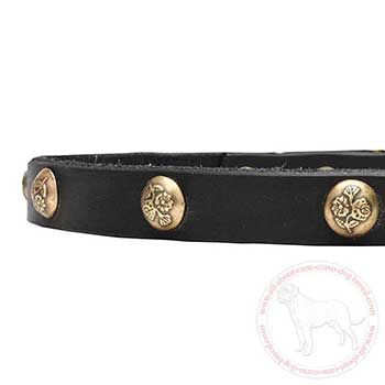 Close-up of walking leather Cane Corso collar