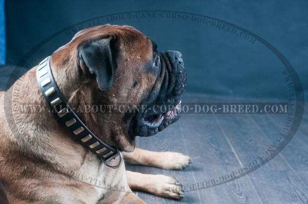 New-Fashion Leather Mastiff Collar