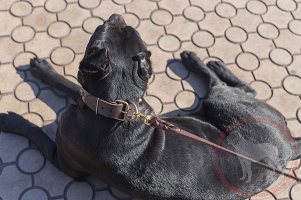 Comfortable leather dog collar for Cane Corso with brass hardware