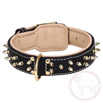 Custom dog collar for Cane Corso breed with padding