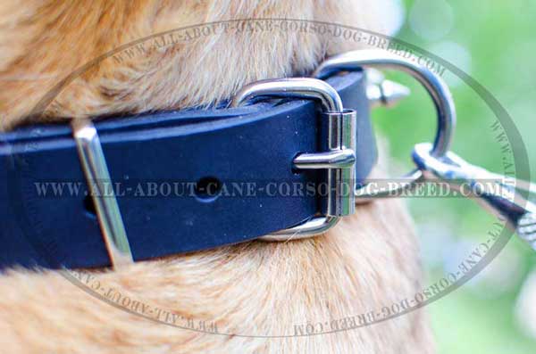 Strong Ring for Leash Atachment
