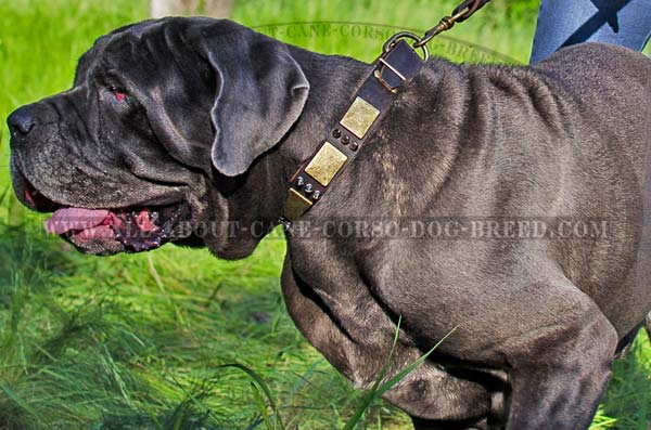 Designer dog collar for walking Mastino Napoletano