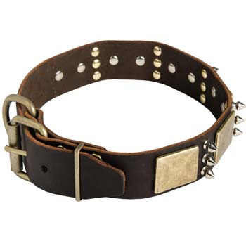 Designer dog collar with brass plates and hardware