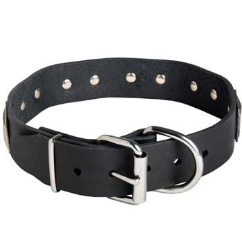 Designer leather dog collar for Cane Corso dogs
