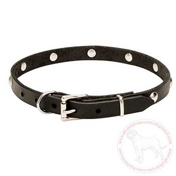 Dog collar for Cane Corso with chrome plated buckle