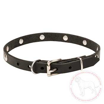 Dog collar for Cane Corso with chrome plated hardware