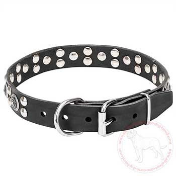 Dog collar for Cane Corso with chrome plated fittings