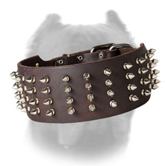 Leather dog collar for Cane Corso with columns of spikes