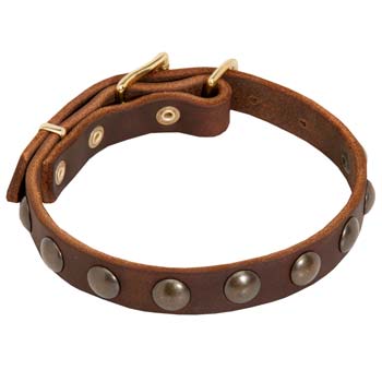 Designer studded leather dog collar for Cane Corso