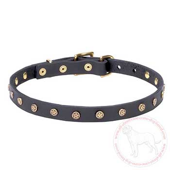 Fashion dog collar for Cane Corso with studs