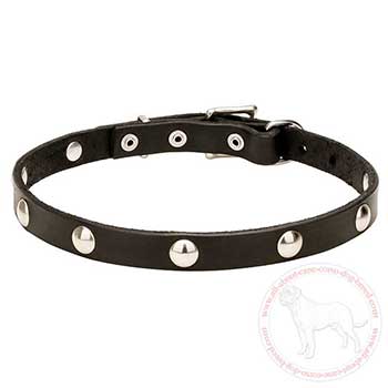 Safe-for-health dog collar for Cane Corso
