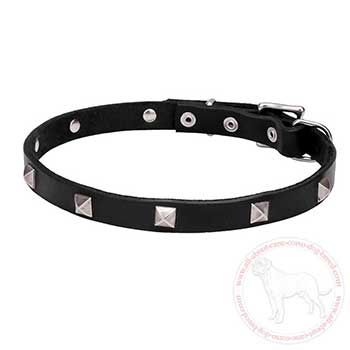 Leather dog collar for Cane Corso with chrome plated studs