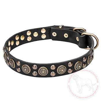 Leather dog collar for Cane Corso with brass adornment