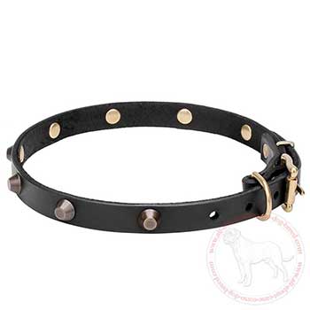 Leather dog collar for Cane Corso with brass blunted cones