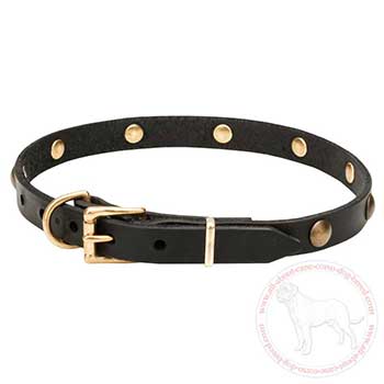 Leather dog collar for Cane Corso with brass plated hardware