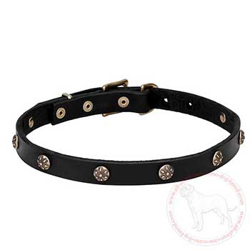Leather dog collar for Cane Corso with brass plated studs