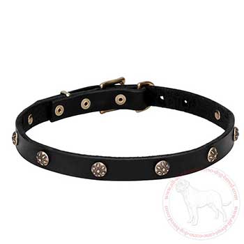 Leather dog collar for Cane Corso with brass plated studs