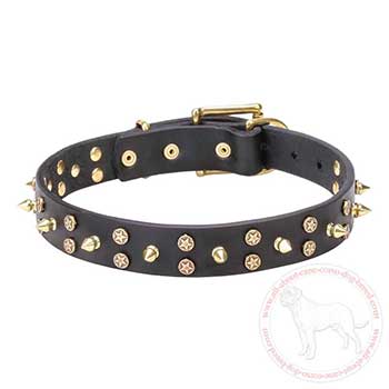 Leather dog collar for Cane Corso with brass spikes 