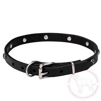 Leather dog collar for Cane Corso with durable chrome plated hardware