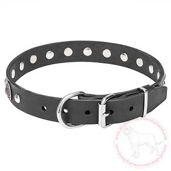 Leather dog collar for Cane Corso with rust-resistant hardware