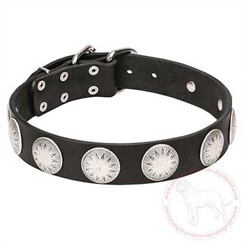 Leather dog collar for Cane Corso with large round plates