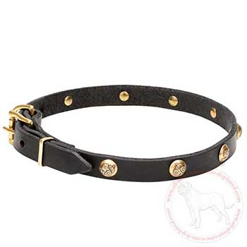 Walking dog collar for Cane Corso with studs