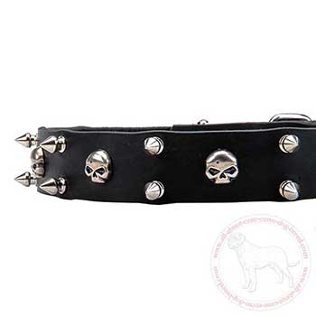 Narrow leather dog collar for Cane Corso