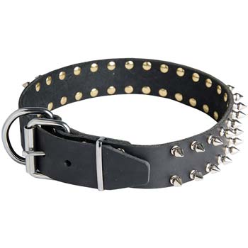 Leather dog collar for Cane Corso with nickel plated fittings