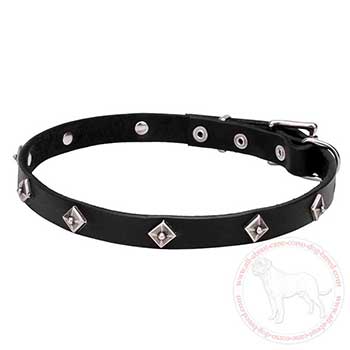 Leather dog collar for Cane Corso with square studs