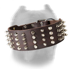 Leather dog collar for Cane Corso with silver-like spikes and cones