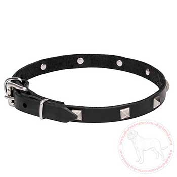 Narrow leather dog collar for Cane Corso walking
