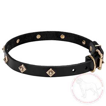 Narrow leather dog collar for Cane Corso