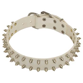 White leather dog collar for Cane Corso with spikes