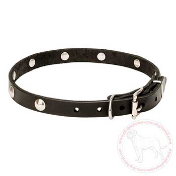 Dog collar for Cane Corso with rust resistant fittings