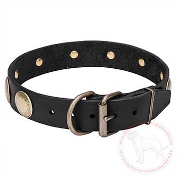 Leather dog collar for Cane Corso with brass hardware