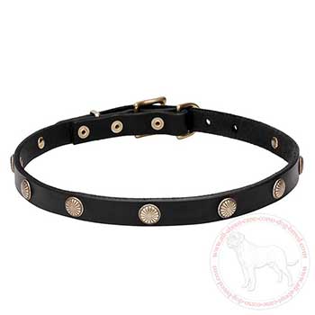 Stylish dog collar for Cane Corso with daisy-like studs