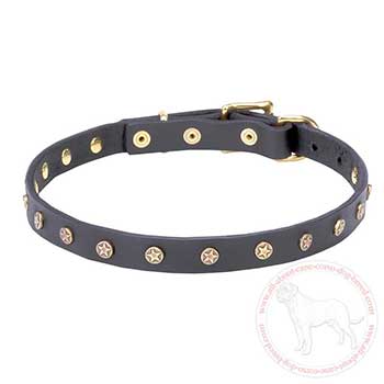 Stylish dog collar for Cane Corso with stars