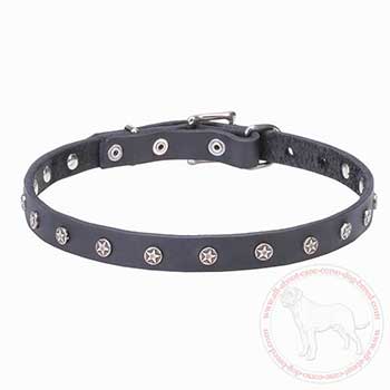 Stylish dog collar for Cane Corso with stars