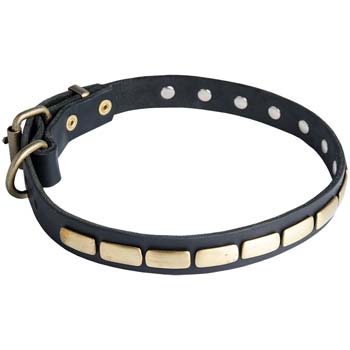 Dog collar for Cane Corso with riveted adornment