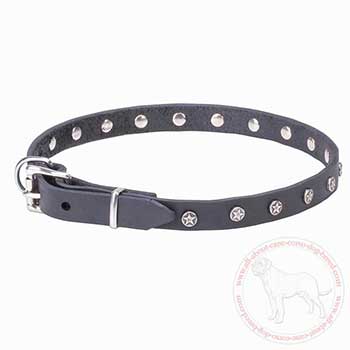 Exclusive dog collar for Cane Corso with studs