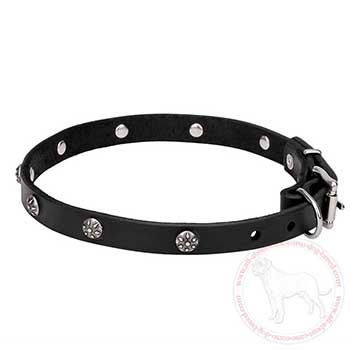 Designer leather dog collar for  Mastiff